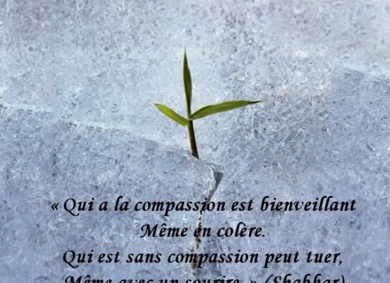 Citations en images : La Compassion