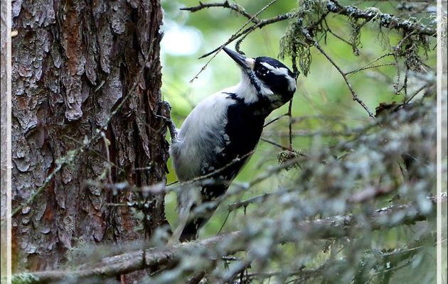 Vidéo, en partie au ralenti, d'un Pic mineur, Downy Woodpecker (Picoides pubescens) - La Tuque - Québec - Canada
