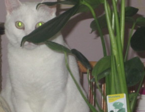 Nouvelle plante et ...