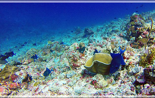 Baliste bleu ou à dents rouges, Bourse manène, Red-toothed or blue or redfang triggerfish (Odonus niger) - Himandhoo Kandu - Atoll d'Ari - Maldives
