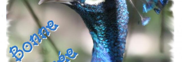 MARAIS AUX OISEAUX - DOLUS D'OLÉRON