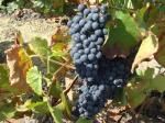 Pornic Vendanges chez l'ami Pierrot ... 2009