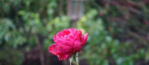 12 mois de roses