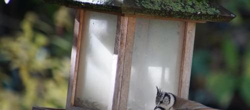 La Mésange huppée