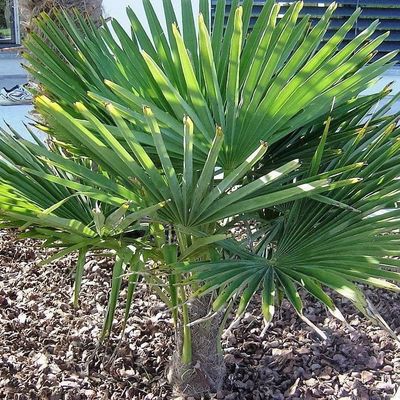 Trachycarpus Wagnerianus : Compact et très Robuste