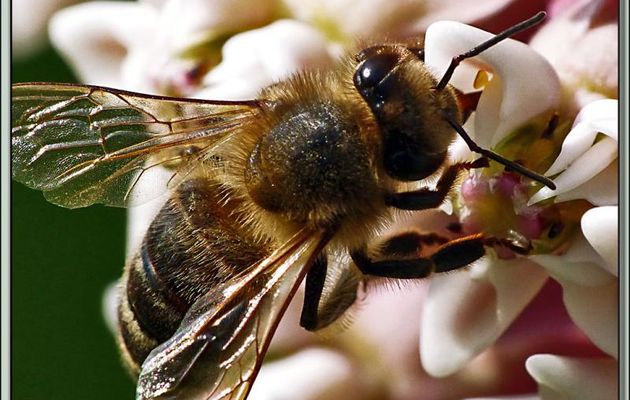 Abeille: test de la lentille "macro" Raynox DCR-150 - Lartigau - Milhas - 31