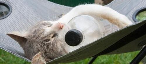 7 astuces pour rafraîchir votre chat