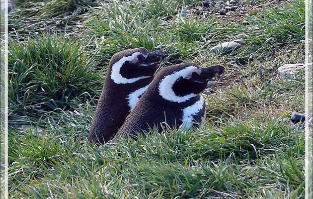 Manchots de Magellan, Magellanic Penguin, Pingüino patagónico, Pingüino de Magallanes (Spheniscus magellanicus) : les amoureux de l'Île Magdalena - Patagonie - Chili