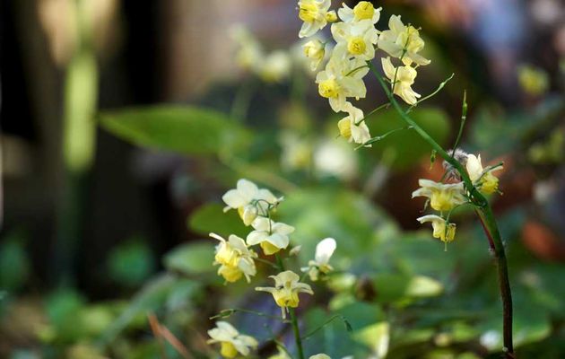 Fleur des Elfes ou Epimedium