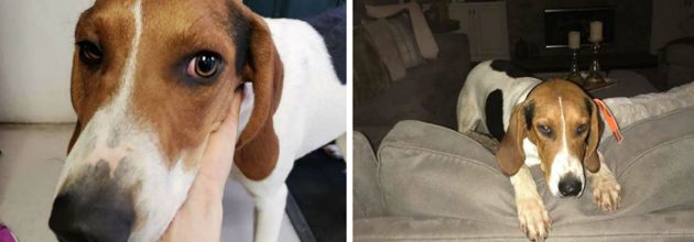 (-*♥*-)  Il trouve un chien errant avec un petit mot déchirant qui a fait réfléchir tout le monde