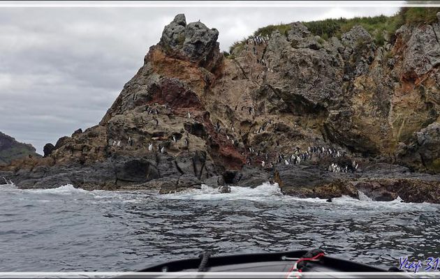 Les Gorfous de Moseley de Pequena Point - Nightingale Island - Tristan da Cunha