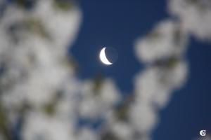 Un croissant de Lune dans le cerisier