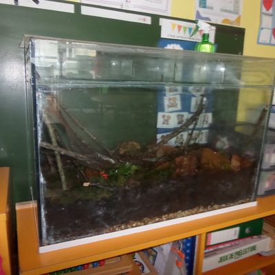 Mise en place d'un vivarium
