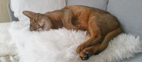 Mais si confortable .....