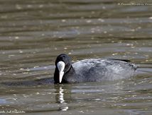 Foulque macroule
