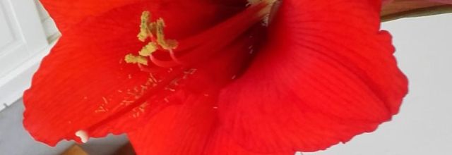  Le rouge est mis 