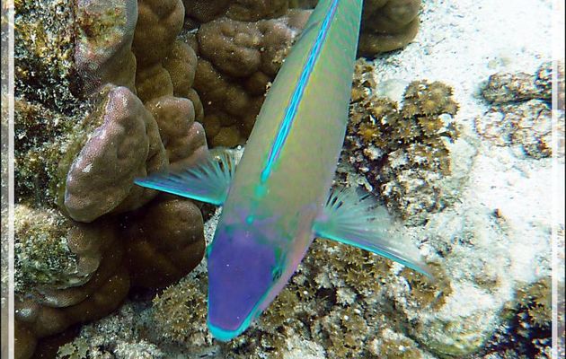Poisson Perroquet commun, Common parrotfish (Scarus psittacus) - Jardin de corail - Motu Tautau - Taha'a - Polynésie française