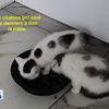 Un peu de nouvelles des chatons.