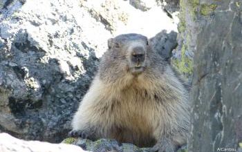 Le jour de la marmotte