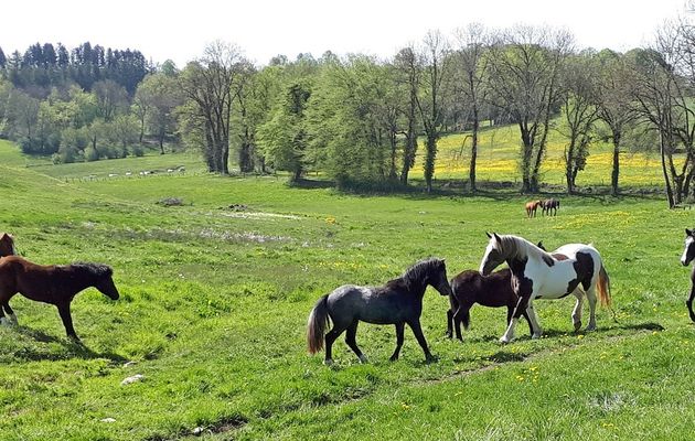 Le 18 avril : cavalcade