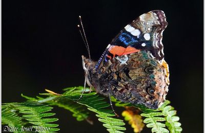 Vulcain (5) -  Vanessa atalanta