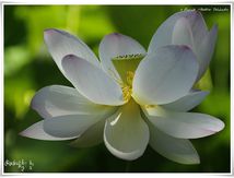Lotus sacré
