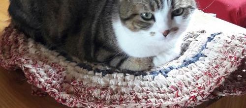 Mousse teste le tapis en traphilo