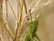 Sauterelle ♂ de la famille des Tettigoniidae