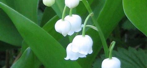 Un brin de muguet pour vous