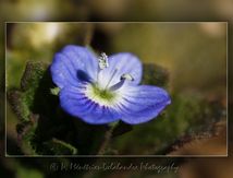 Véronique à feuilles de lierre (Veronica hederifolia)