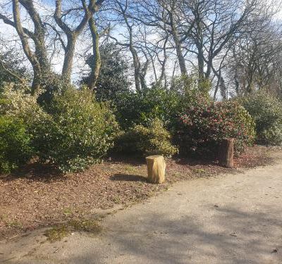 Visite d’un jardin de Camelias