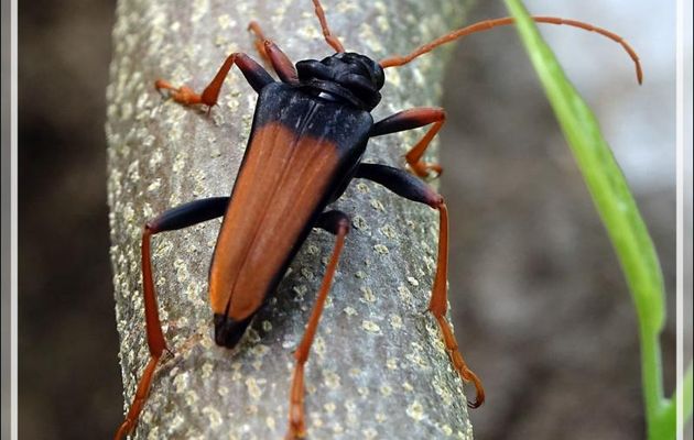 Longicorne (Mastododera nodicollis) - Nosy Sakatia - Madagascar