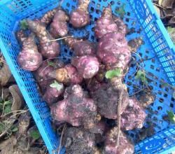 10-12-2016 petite récolte et ce qui reste au jardin