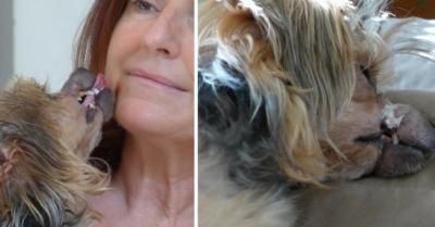 Un vibrant hommage rendu à son chien maltraité