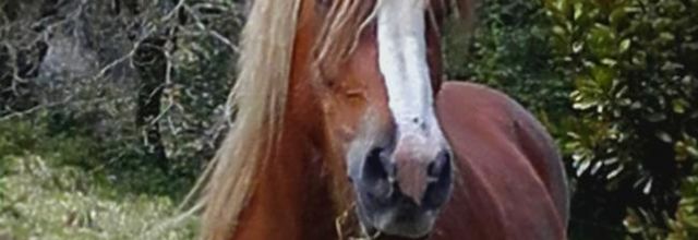  les  chevaux  goémoniers 