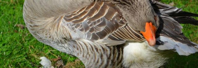 Histoires de plumes  