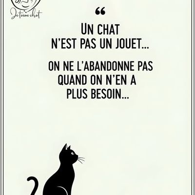Un chat n'est pas un jouet 