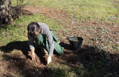 De l'arbre à l'assiette...