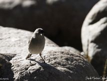 Fauvette à tête noire ♂