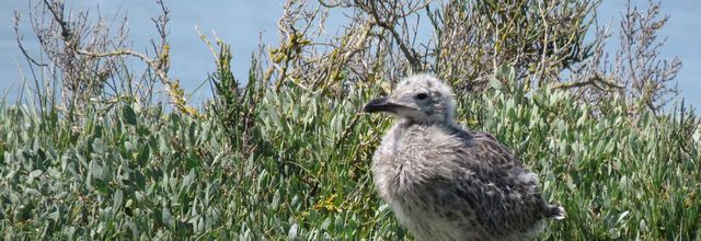 bébés mouettes ou ?