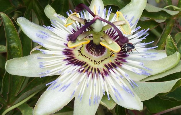 une fleur de passiflore et des bébètes !