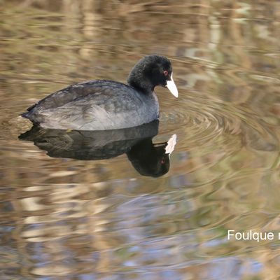 QUELQUES OISEAUX VUS AU TEICH