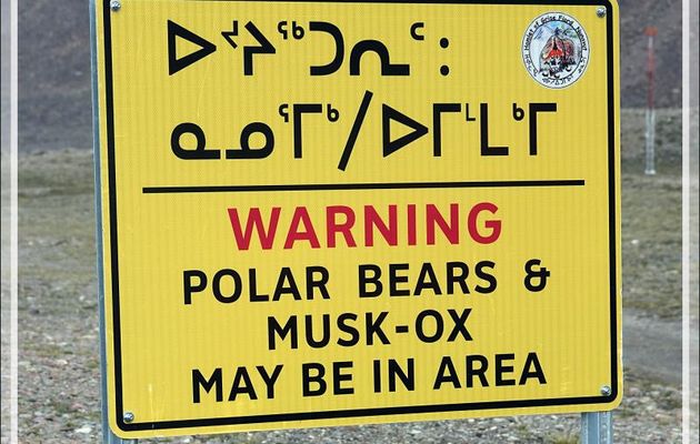 Un peu de botanique, mais sans trop s'éloigner dans la toundra : un touriste averti et vivant en vaut deux ! - Grise Fiord (ᐊᐅᔪᐃᑦᑐᖅ ou Aujuittuq) - Ellesmere Island - Nunavut - Canada