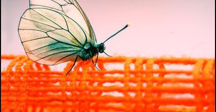 Papillon d'intérieur