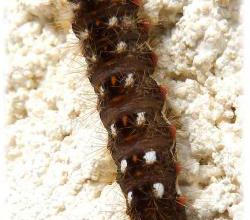 Acronicta rumicis, la noctuelle de la patience