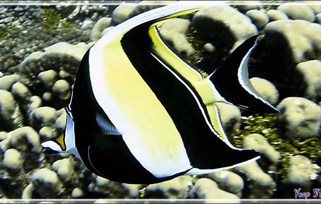 Idole des Maures ou Pavillon cocher ou Zancle cornu, Moorish Idol (Zanclus cornutus) - Passe Tumakohua - Fakarava sud - Tuamotu - Polynésie française