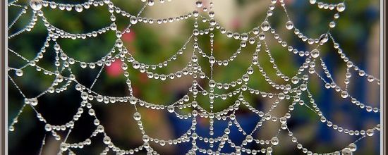 OEUVRE D'ART DE DAME NATURE