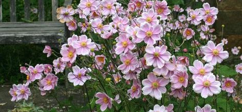 Printemps - Victor Hugo -