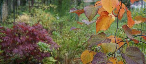 Cercis canadensis
