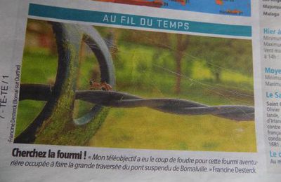 Ma fourmi dans le journal